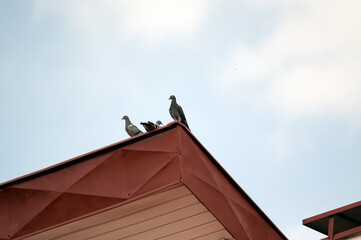 Trzy gołębie na czerwonym dachu - obrazy, fototapety, plakaty