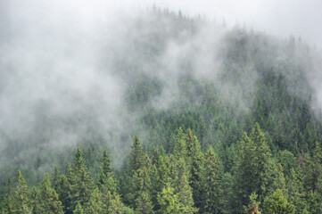 Morning fog in the mountains Beautiful summer landscape