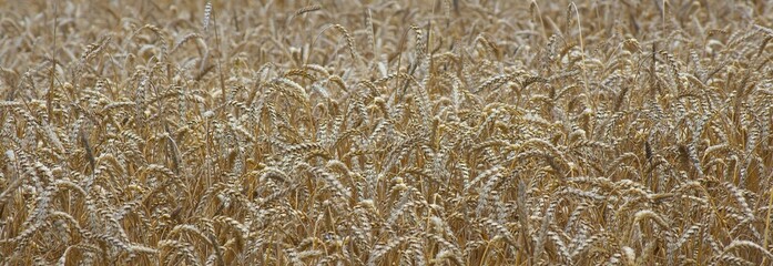 Wheat background. Harvest time in the field.