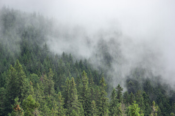 Obraz na płótnie Canvas Fir forest in fog in the Carpathian mountains, summer landscape