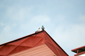 Dwa gołębie na czerwonym dachu