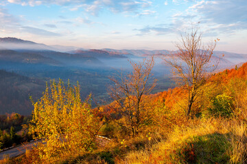 Fototapeta na wymiar autumnal scenery with fog in the valley at sunrise. mountain landscape in morning light. trees in colorful foliage on the hill. wonderful sunny weather with clouds on the sky