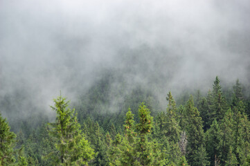 Morning fog in the mountains Beautiful summer landscape