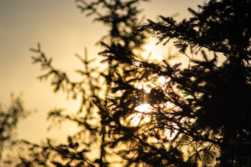 Christmas tree on the background of the setting sun in the mountains in summer