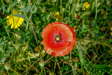 red poppy flower with closeup of a bee