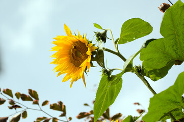 Duży ozdobny kwiat słonecznika z trzmielem na tle nieba - obrazy, fototapety, plakaty