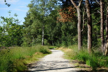 footpath in the woods and moorside country