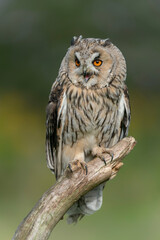  Beautiful The long-eared owls (Asio otus) sitting on a branch in the forest of Noord Brabant in the Netherlands.                                                             