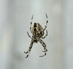 jumping spider