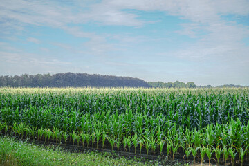 Fototapeta na wymiar field of corn in summer