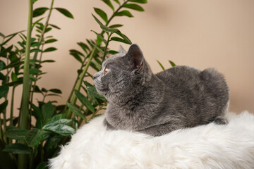 A young british short-hair cat - a grey kitten looking to the side and laying on a white faux fur...
