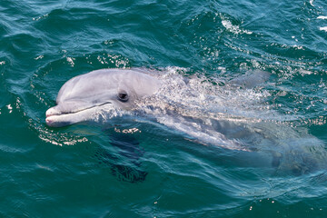A dolphin telling us hello alongside the boat in the Gulf