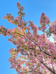Cherry blossom in spring, branches on blue sky background