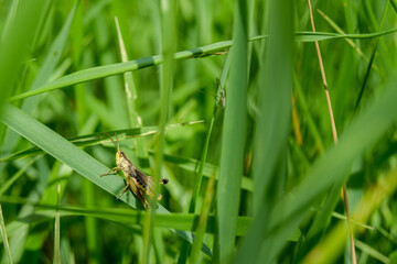 dragonfly on the grass