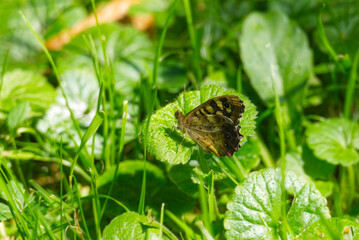Speckled Wood Butterfly (Pararge aegeria) perched on green leaf in Zurich, Switzerland