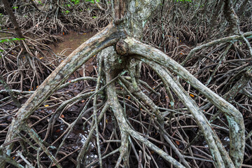Fototapeta premium Mangrove forest near El Nido, Philippines
