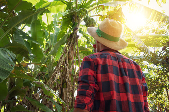 Farmer standing in front of  a banana tree plantation on a sunny day.
