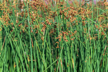 Inflorescences Schoenoplectus lacustris Scirpus in a pond, Background. - obrazy, fototapety, plakaty