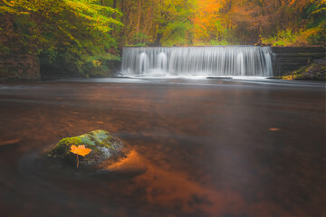 A beautiful, colourful Autumn woodland scene with waterfall, vibrant fall colours and a lone orange...