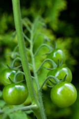 Ripening tomatoes on a twig
