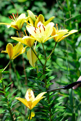 cut yellow lily flowers for a bouquet