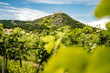 Vineyards, castle Devicky, Palava, Moravia region, Czech Republic. romantic ruin in Palava and...