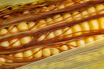 Corn kernels on ear with silk. Grain fill, growth stage and kernel set concept.