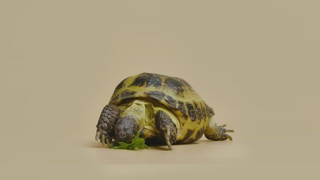 A turtle chews a juicy green dandelion leaf in the studio on a beige background. An exotic reptile eats food. Portrait of a herbivore pet, animal world. Close up. Slow motion.