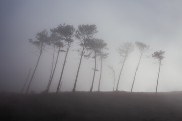 Fantasy forest in mist landscape, Madeira