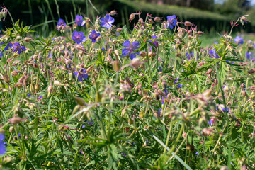 kwiecista łąka z fioletowymi kwiatami Trailing bellflower