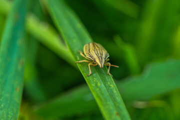 bug on a blade of grass