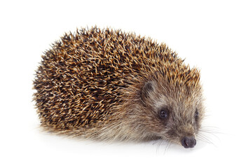 One brown hedgehog.