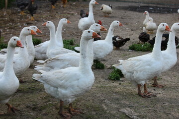 Geese in a country yard. Free range poultry farming