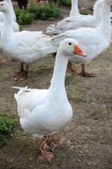 Geese in a country yard. Free range poultry farming
