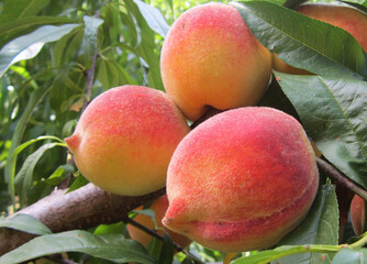 Peach Tree with Fruit Ready For Harvest