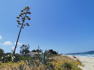 trees on the beach