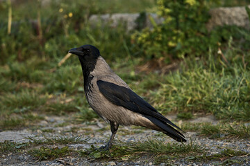 Beautiful closeup morning view of single Hooded Crow (Corvus cornix) bird looking for food in Dun Laoghaire harbor (West Pier), Dublin, Ireland. Soft and selective focus. High resolution