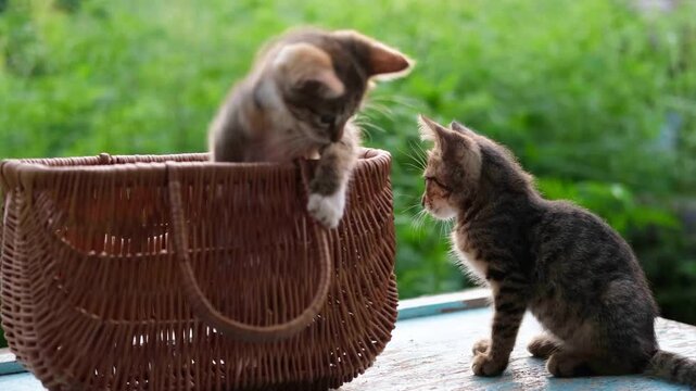 Two little kitten plays .The kitten sits in a basket and plays with his friend cat and then jumps out of the basket. Kitten in a wicker basket outdoor on a green natural background. High quality 4k