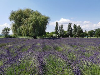 lavender field in region