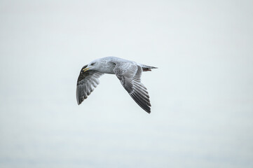 Beautiful closeup view of small flying Western European Herring Gull (Larus argentatus argenteus) against greenish background, Dun Laoghaire harbor (West Pier), Dublin, Ireland. Selective focus