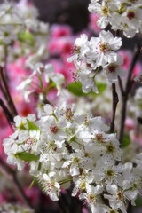 Bradford Pear Tree with Blossoms. Pink Flowers in Background