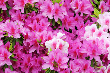 ツツジ　花模様