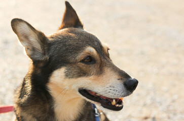 Satisfied muzzle of a dog in the rays of the sun, on a blurred background of nature 