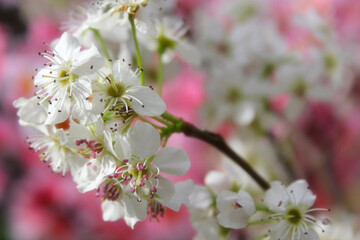 Bradford Pear Tree with Blossoms. Pink Flowers in Background