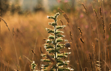 wild grasses with flowers in the meadows of tuscany 