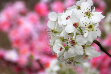 Fototapeta na wymiar Bradford Pear Tree with Blossoms. Pink Flowers in Background