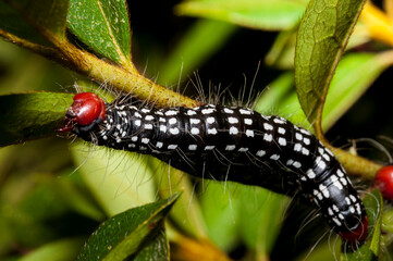 Caterpillar on a Leaf Macro