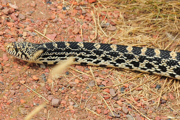 close up of bull snake on red rock pathway in Lethbridge, Alberta Canada