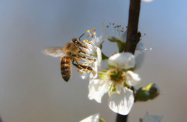 Pear Tree With White Blossoms and Bee