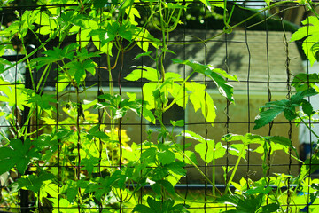 Naklejka premium Green peas pods with green leaves on a gray metal mesh